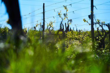 İlkbaharın başlarında üzüm bağları, genç yeşil üzüm dalları.