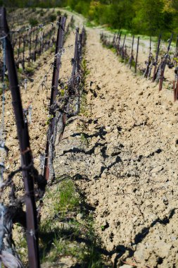 İlkbaharın başlarında üzüm bağları, genç yeşil üzüm dalları.