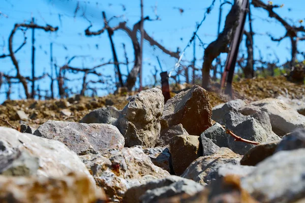 Campos Viñedo Principios Primavera Ramas Verdes Jóvenes Uvas — Foto de Stock