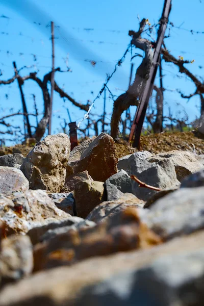 Campos Viñedo Principios Primavera Ramas Verdes Jóvenes Uvas — Foto de Stock