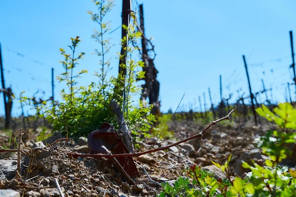 Felder Vorfrühling Junge Grüne Trauben — Stockfoto