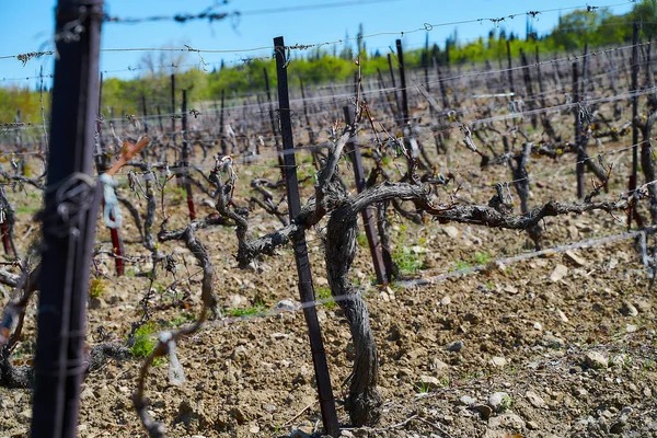 Campos Viñedo Principios Primavera Ramas Verdes Jóvenes Uvas — Foto de Stock