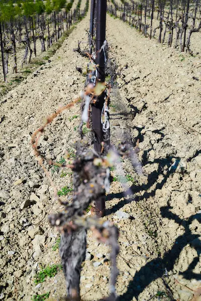 Felder Vorfrühling Junge Grüne Trauben — Stockfoto