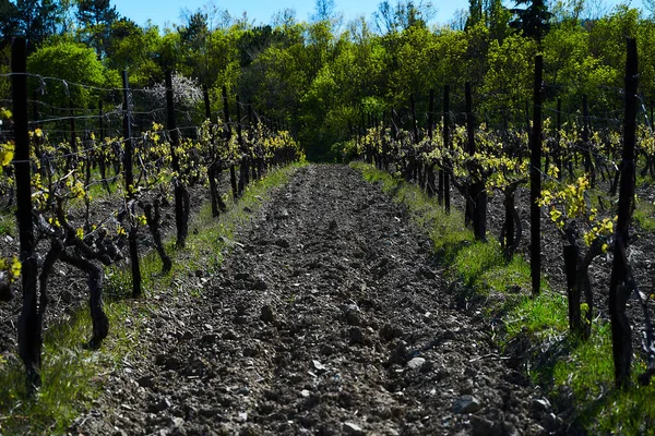 Campos Viñedo Principios Primavera Ramas Verdes Jóvenes Uvas — Foto de Stock