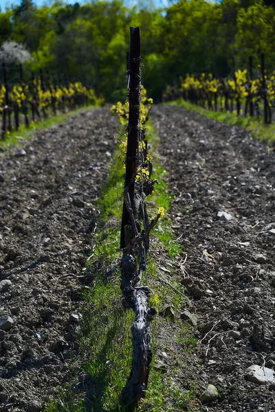 Campos Viñedo Principios Primavera Ramas Verdes Jóvenes Uvas — Foto de Stock