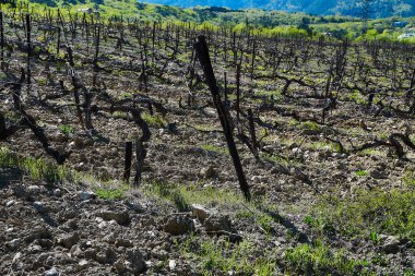 İlkbaharın başlarında üzüm bağları, genç yeşil üzüm dalları.