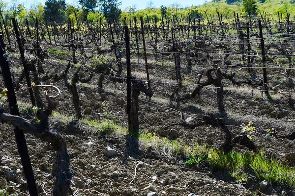 Campos Viñedo Principios Primavera Ramas Verdes Jóvenes Uvas —  Fotos de Stock