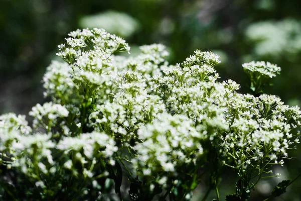 Vadfehér Virágok Földön Egy Méh Nektárt Gyűjt Fehér Vadvirágokból Mezőn — Stock Fotó