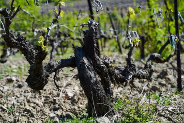 İlkbaharın başlarında üzüm bağları, genç yeşil üzüm dalları.