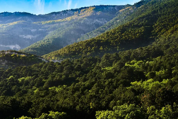 Пейзаж Весенний Лес Горы — стоковое фото