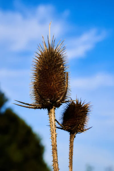 Dipsacus Fullonum Seco Secado Contra Cielo — Foto de Stock