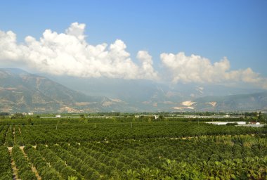 Mandarin Türkiye'de büyüyor. Mandalina grove Dağları'nın eteklerinde. Panoramik manzara