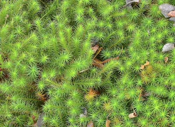 Sphagnum moss - plante marécageuse. Texture, fond Photos De Stock Libres De Droits