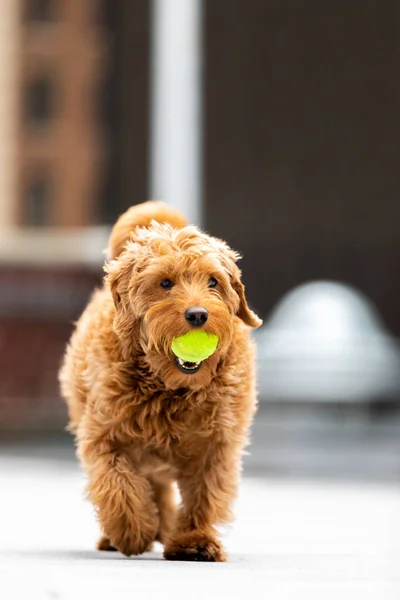 Miniature golden doodle playing fetch on the rooftop of an apartment building in New York City.