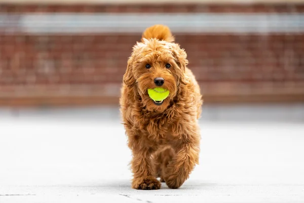 Miniature golden doodle playing fetch on the rooftop of an apartment building in New York City.