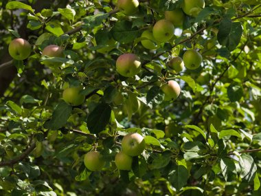 Bir elma ağacı üzerinde olgunlaşmamış elma