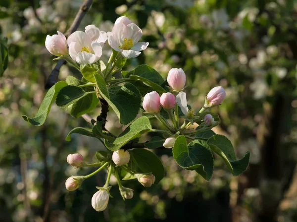A tavaszi virágzás egy almafa — Stock Fotó