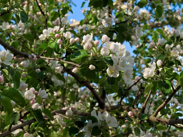 Flowering of an apple-tree in the spring — Stock Photo, Image