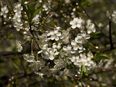 Bir dalda kiraz çiçekleri