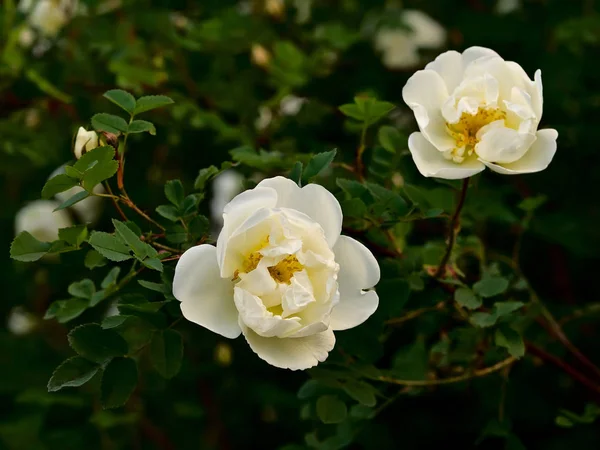 Białe kwiaty z Dzika róża — Zdjęcie stockowe
