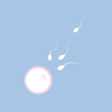 yumurta ve spermatozoon doğurganlık çoğaltılması