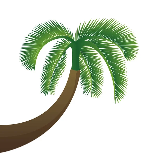 Palm tree isolated on white background — Stock Vector
