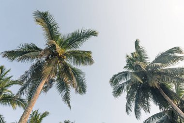 Hindistan cevizi palmiyeleri temiz gökyüzü arkaplanına sahip perspektif görünümlü.