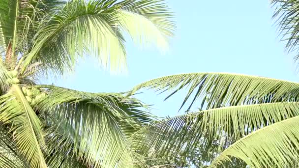 Тропические Кокосовые Пальмы Солнце Фоне Голубого Неба — стоковое видео