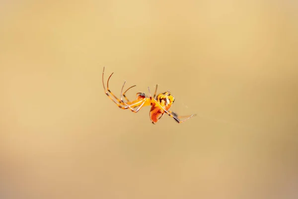 Ritratto Macro Ragno Gigante Ragnatela Con Sfondo Natura Morbida Insetto — Foto Stock