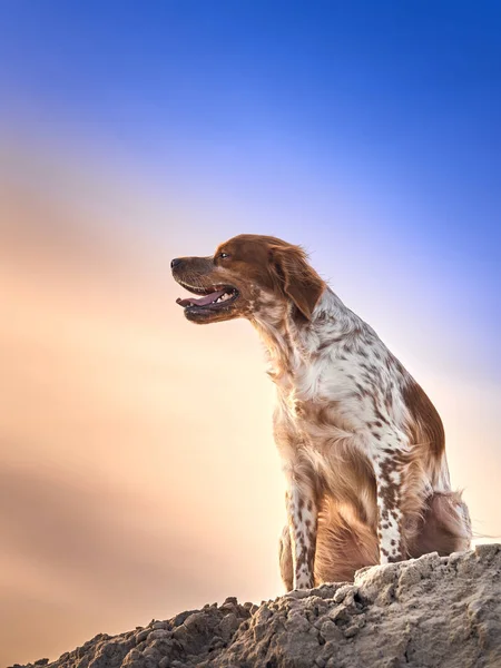 Retrato de um britânico Spaniel Fotos De Bancos De Imagens Sem Royalties