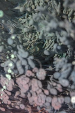 Petri - resimde modern bir teknik, epoksiye alkollü mürekkep ekleyerek yaratılır. Sertleştikten sonra mürekkep damlaları sertleşir ve alg, karamel resifleri ve deniz yatağı gibi görünür..