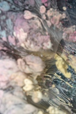 Petri - resimde modern bir teknik, epoksiye alkollü mürekkep ekleyerek yaratılır. Sertleştikten sonra mürekkep damlaları sertleşir ve alg, karamel resifleri ve deniz yatağı gibi görünür..