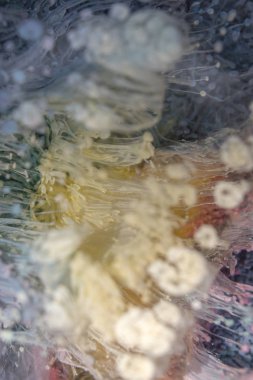 Petri - resimde modern bir teknik, epoksiye alkollü mürekkep ekleyerek yaratılır. Sertleştikten sonra mürekkep damlaları sertleşir ve alg, karamel resifleri ve deniz yatağı gibi görünür..