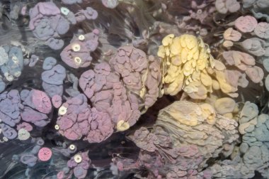 Petri - resimde modern bir teknik, epoksiye alkollü mürekkep ekleyerek yaratılır. Sertleştikten sonra mürekkep damlaları sertleşir ve alg, karamel resifleri ve deniz yatağı gibi görünür..