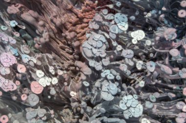 Petri - resimde modern bir teknik, epoksiye alkollü mürekkep ekleyerek yaratılır. Sertleştikten sonra mürekkep damlaları sertleşir ve alg, karamel resifleri ve deniz yatağı gibi görünür..