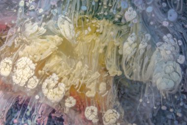 Petri - resimde modern bir teknik, epoksiye alkollü mürekkep ekleyerek yaratılır. Modern sanat. Soyut renkli arka plan, duvar kağıdı. Mermer dokusu. Modern afişler için Sıvı Sanat, ruhani grafik tasarımı.