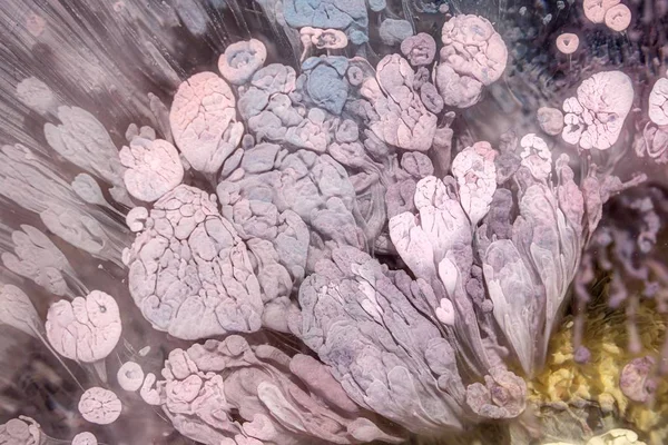 페트리 Petri 에폭시에 잉크를 함으로써 만들어 현대적 기법이다 추상적 대리석 — 스톡 사진
