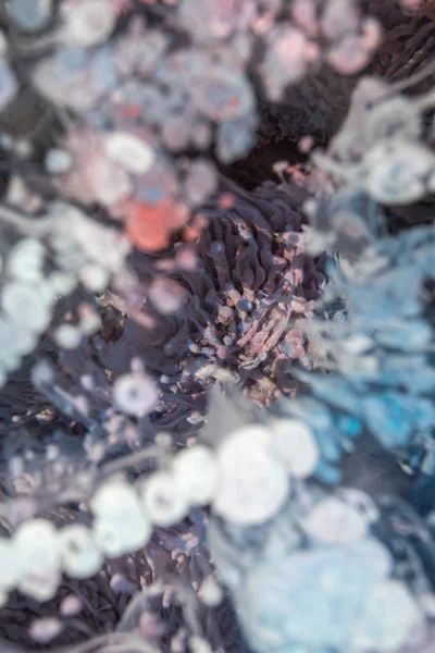 Petri sanatı - resimde modern bir teknik, epoksiye alkollü mürekkep ekleyerek yaratılır. Sertleştikten sonra mürekkep damlaları sertleşir ve alg, karamel resifleri ve deniz yatağı gibi görünür..