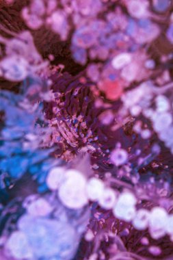 Petri sanatı - resimde modern bir teknik, epoksiye alkollü mürekkep ekleyerek yaratılır. Sertleştikten sonra mürekkep damlaları sertleşir ve alg, karamel resifleri ve deniz yatağı gibi görünür..