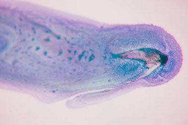 Mermer. Mermer dokusu. Boya sıçraması. Renkli sıvı. Soyut renkli arkaplan. Raster illüstrasyonu. Renkli soyut resim arkaplanı. Yüksek desenli yağlı boya. Yüksek kaliteli detaylar.