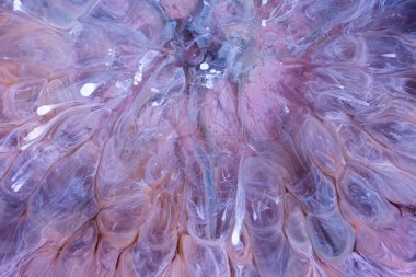  Soyut renkli arka plan, duvar kağıdı. Mermer dokusu. Sıvı Sanat, ruhani grafik tasarımı.