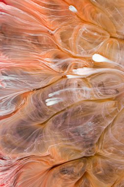  Soyut renkli arka plan, duvar kağıdı. Mermer dokusu. Sıvı Sanat, ruhani grafik tasarımı.