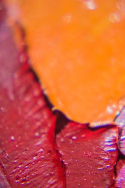 Tuval üzerindeki yağlı boya palet bıçağıyla yazılır. Yağlı boya ve palet bıçağıyla yapılmış bir resmin resmi.. 