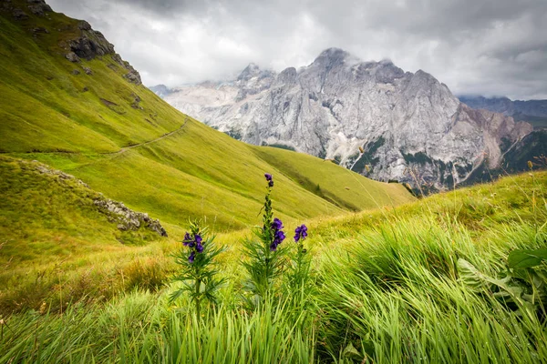 Flora in den Dolomiten, Italien — Stockfoto