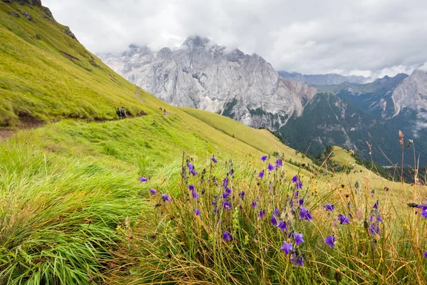Flora kohteessa Dolomites, Italia — kuvapankkivalokuva