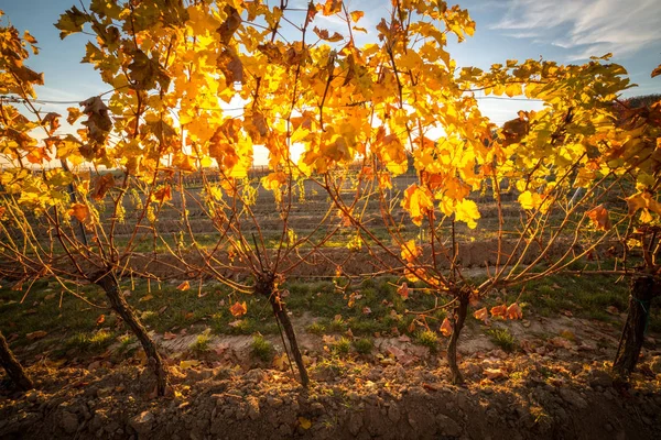 Vignoble en automne au coucher du soleil — Photo