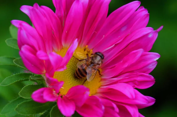 Aster Helder Karmozijnrood Met Een Geel Midden Het Midden Van — Stockfoto