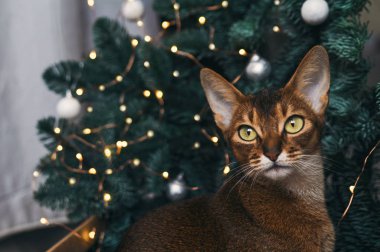 Süslü Noel ağacının yanındaki komik Habeşistan kedisi..