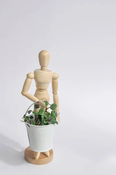 A wooden mannequin holds a bucket of micro-greenery for healthy eating. Home vegetable garden. — Stock Photo, Image