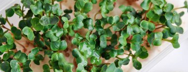 Pencere kenarında büyüyen bir konteynırda mikro-yeşil fideler. kopyalama alanı. Pankart